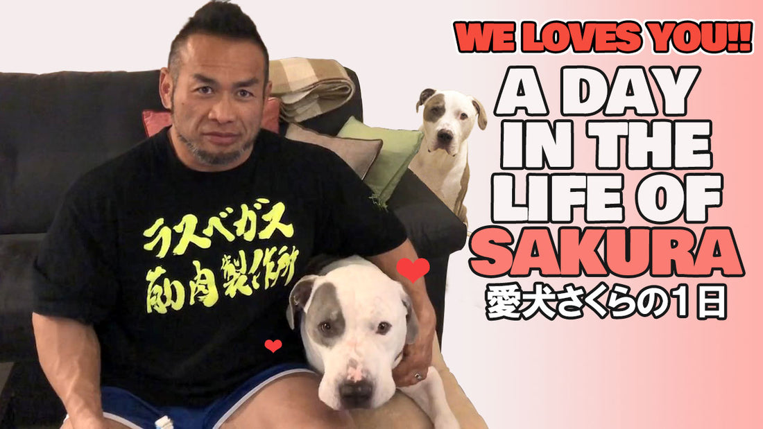 「Pro-Bodybuilder PitBull Vlog」Day with a Doting Dog🐶【プロボディビルダー愛犬さくらのVlog】ピットブルとの濃厚な1日